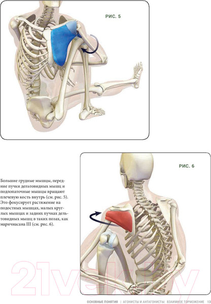 Изображение товара Книга Попурри Анатомия прогибаний и скручиваний (Лонг Р.)