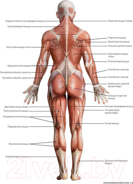 Изображение товара Книга Попурри Анатомия растяжки и 100 базовых упражнений