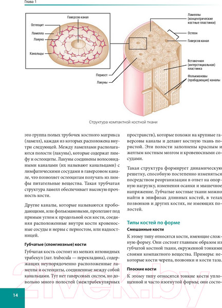 Изображение товара Книга Попурри Анатомия спортивных травм (Уолкер Б.)