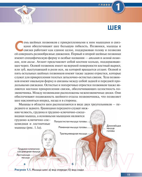 Изображение товара Книга Попурри Анатомия упражнений на растяжку (Нельсон А., Кокконен Ю.)