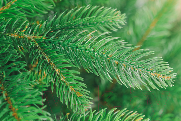 Изображение товара Ель искусственная Бифорес Дриада микс светлая / ДРМС 130