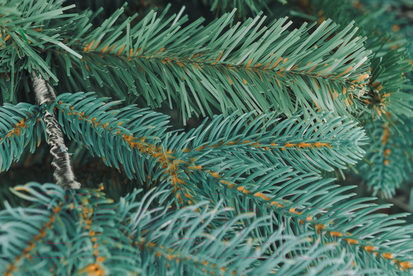 Изображение товара Ель искусственная Бифорес Дриада микс голубая / ДРМГ 195