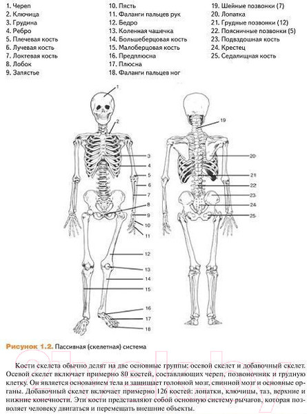 Изображение товара Книга Попурри Мышечная механика (Ааберг Э.)