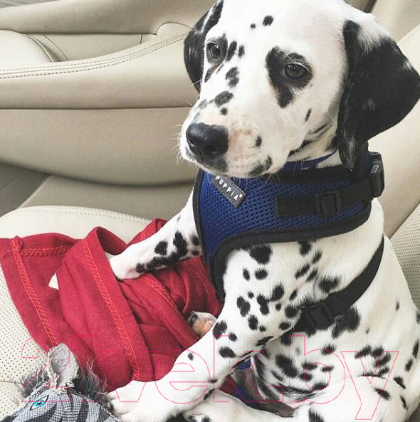 Изображение товара Шлея-жилетка для животных Puppia Ritefit Harness / PAJA-AC617-RB-S (синий)