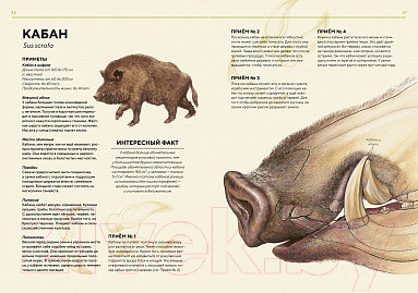Изображение товара Энциклопедия Махаон Лесные животные в натуральную величину (Хааг Х.)