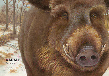 Изображение товара Энциклопедия Махаон Лесные животные в натуральную величину (Хааг Х.)