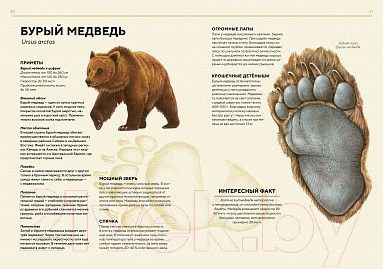 Изображение товара Энциклопедия Махаон Лесные животные в натуральную величину (Хааг Х.)