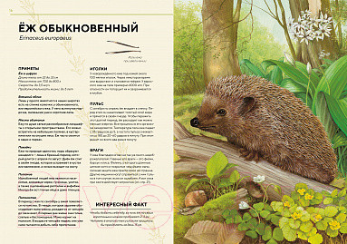 Изображение товара Энциклопедия Махаон Лесные животные в натуральную величину (Хааг Х.)