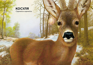 Изображение товара Энциклопедия Махаон Лесные животные в натуральную величину (Хааг Х.)