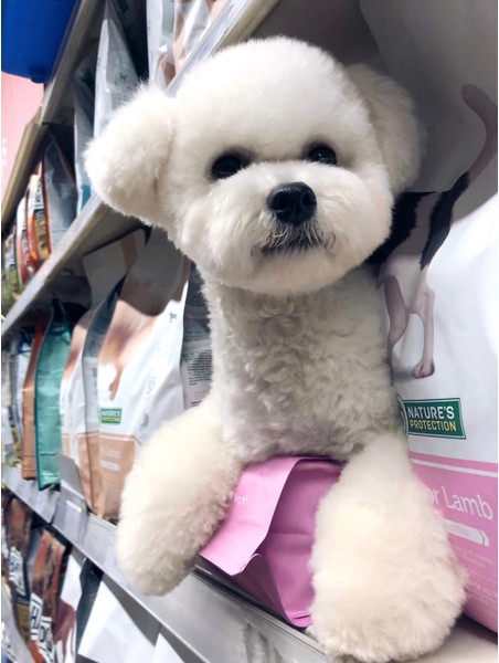 Изображение товара Сухой корм для собак Nature's Protection Junior Lamb / NPS45747 (7.5кг)