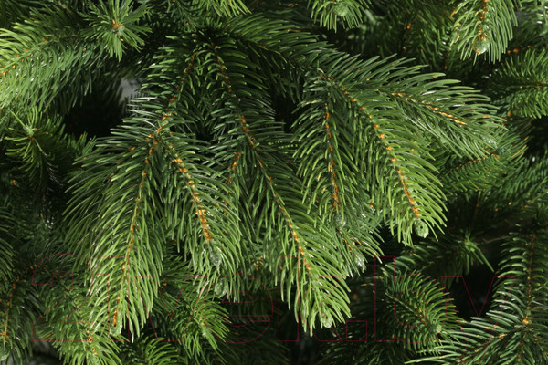 Изображение товара Ель искусственная Царь елка Беверли / БВР-150