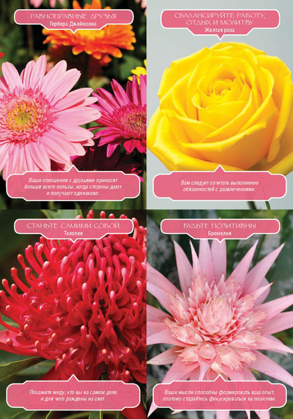 Изображение товара Книга Попурри Магия цветочной терапии (Вирче Д.)