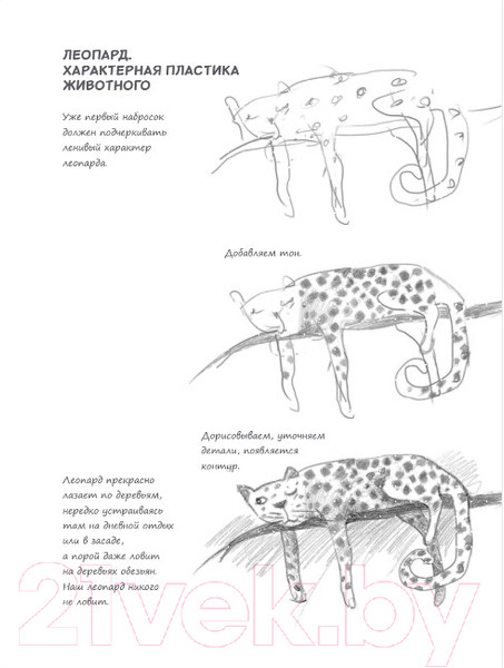 Изображение товара Творческий блокнот Эксмо SketchBook. Животные (мята)