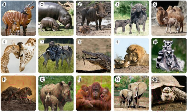 Изображение товара Настольная игра Нескучные игры Мемо Ми-Ми-Мемо Африка / 8049