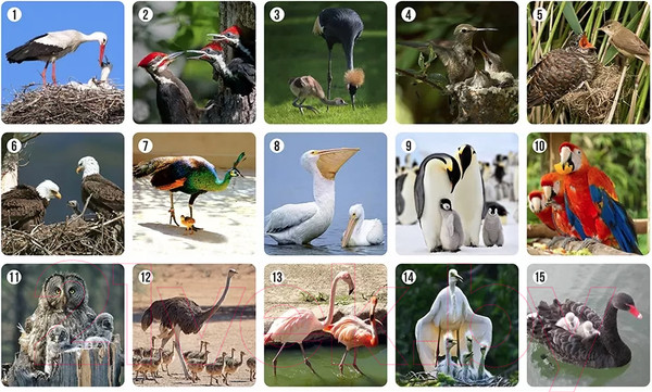 Изображение товара Набор игр Нескучные игры Мемо Ми-Ми-Мемо Птицы / 8052