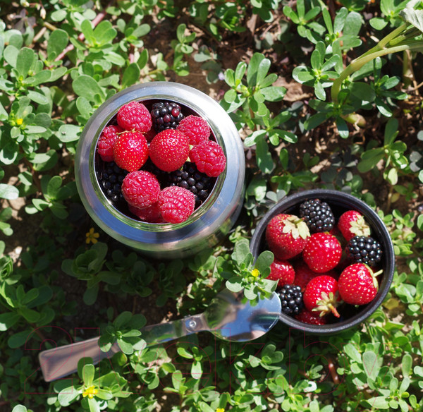 Изображение товара Термос для еды Биосталь NTS-750