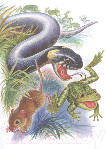 Изображение товара Книга АСТ Мышонок Пик. Сказки о животных (Бианки В.В.)