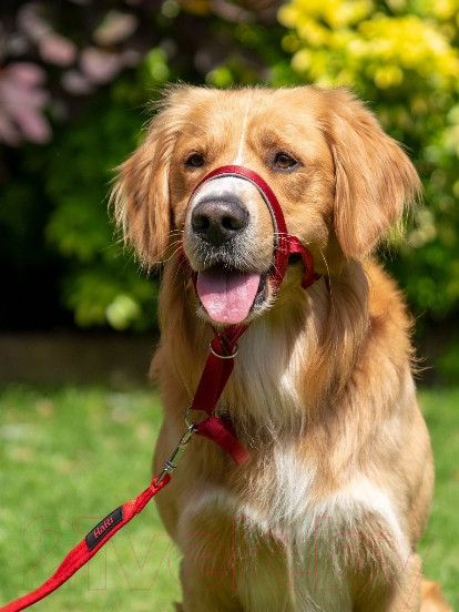 Изображение товара Недоуздок Halti Headcollar / 11440B (Size 4, красный)