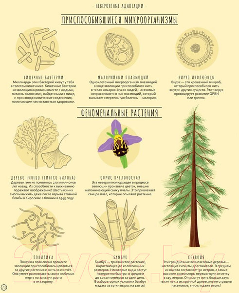 Изображение товара Энциклопедия Мозаика-Синтез Чудеса эволюции. Путешествие во времени (Клейбурн А.)