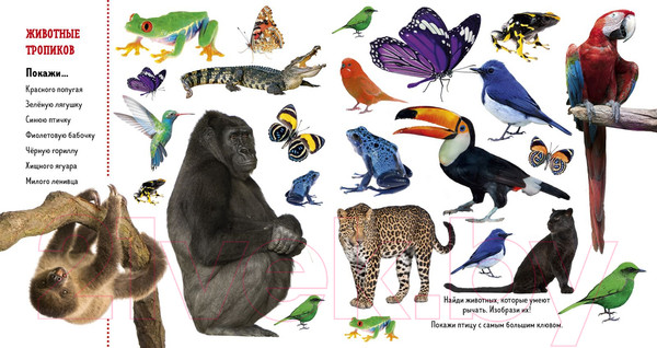 Изображение товара Развивающая книга CLEVER Найди и покажи. Фотокниги. Животные