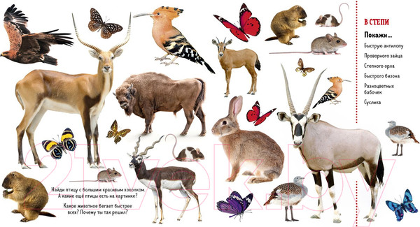 Изображение товара Развивающая книга CLEVER Найди и покажи. Фотокниги. Животные