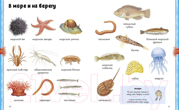 Изображение товара Развивающая книга CLEVER Животные. Визуальная энциклопедия (Бадреддин Д.)