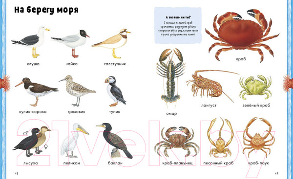 Изображение товара Развивающая книга CLEVER Животные. Визуальная энциклопедия (Бадреддин Д.)