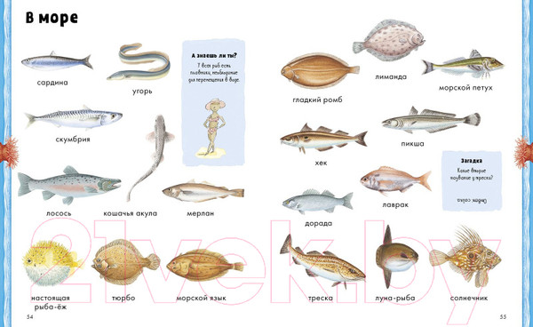 Изображение товара Развивающая книга CLEVER Животные. Визуальная энциклопедия (Бадреддин Д.)