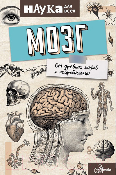 Изображение товара Книга АСТ Мозг. От древних мифов к нейробиологии (Руни Э.)