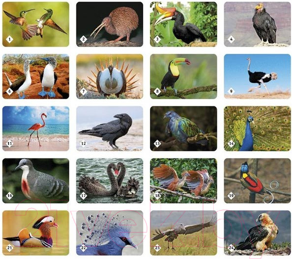 Изображение товара Настольная игра Нескучные игры Мемо Пернатый мир / 7952