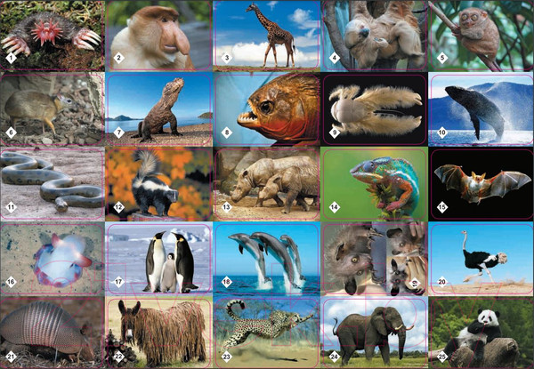 Изображение товара Настольная игра Нескучные игры Мемо Удивительные животные / 7207