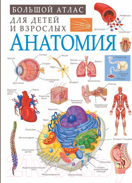 Изображение товара Энциклопедия АСТ Анатомия (Спектор А.)