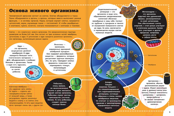 Изображение товара Энциклопедия АСТ Анатомия (Спектор А.)