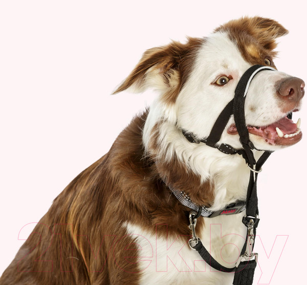 Изображение товара Недоуздок Halti Headcollar Size 3 13205/COA/11320A (черный)