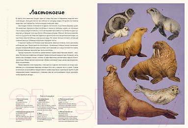 Изображение товара Энциклопедия Махаон Океанариум (Триник Л.)