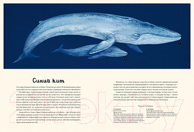 Изображение товара Энциклопедия Махаон Океанариум (Триник Л.)