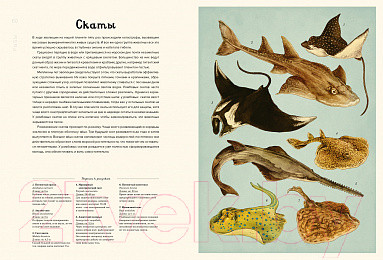 Изображение товара Энциклопедия Махаон Океанариум (Триник Л.)