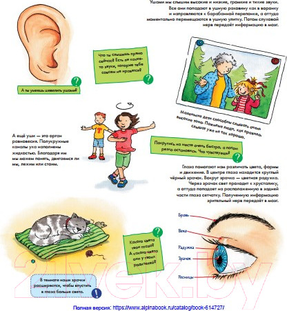 Изображение товара Развивающая книга Альпина Конни изучает тело. Книжка с окошками (Шнайдер Л.)