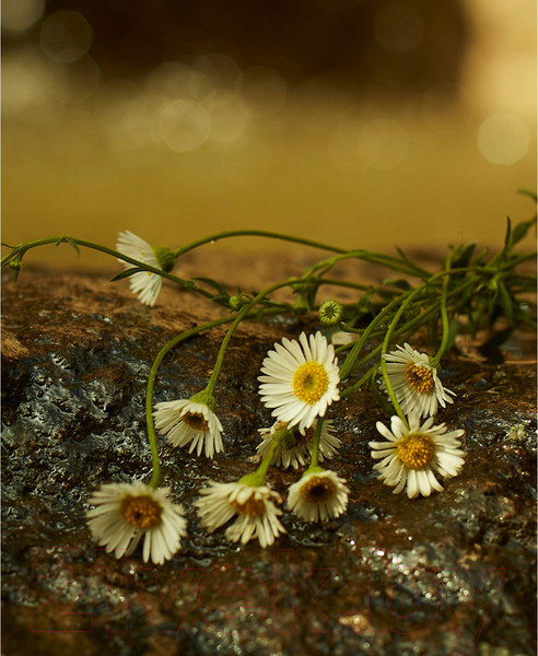 Изображение товара Парфюмерная вода Gucci Memoire d'une Odeur (100мл)