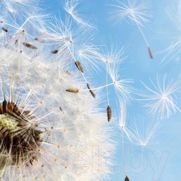 Изображение товара Фотообои листовые Citydecor Одуванчик 2 (300x254)