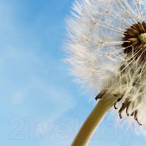 Изображение товара Фотообои листовые Citydecor Одуванчик 2 (300x254)