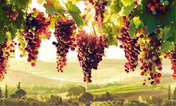 Изображение товара Панель ПВХ Grace Усиленная Виноградник (602x1002x5мм)