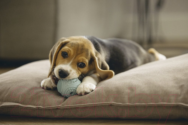 Изображение товара Игрушка для собак Beeztees Мяч / 626847 (зеленый)