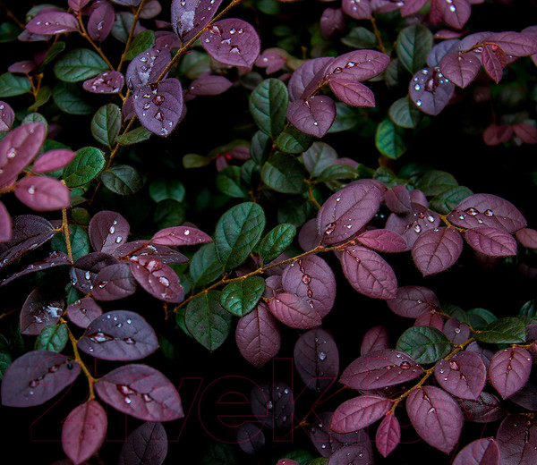 Изображение товара Фотообои листовые Citydecor Роса 3D (300x260)