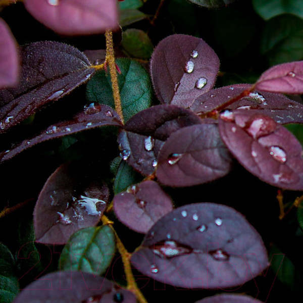 Изображение товара Фотообои листовые Citydecor Роса 3D (300x260)