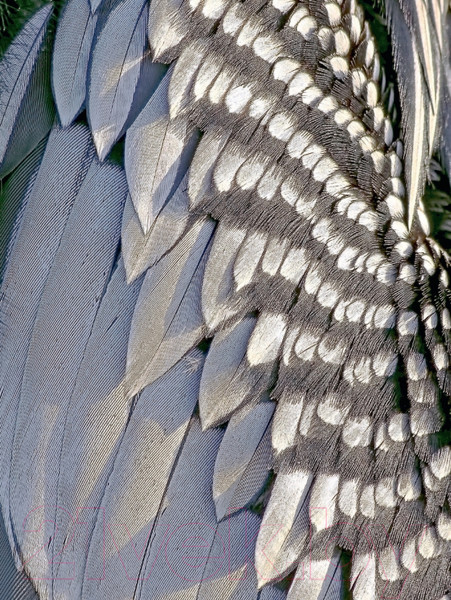 Изображение товара Энциклопедия Эксмо Птицы России (Матанцев А.)