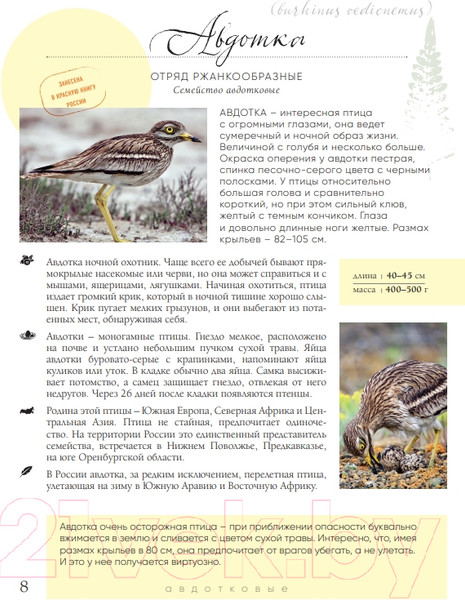 Изображение товара Энциклопедия Эксмо Птицы России (Матанцев А.)