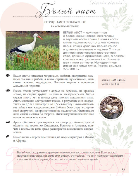 Изображение товара Энциклопедия Эксмо Птицы России (Матанцев А.)