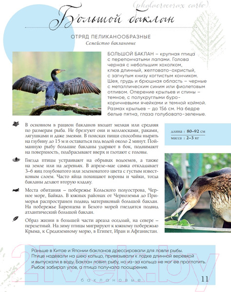 Изображение товара Энциклопедия Эксмо Птицы России (Матанцев А.)