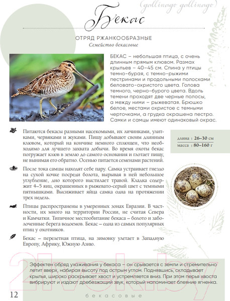 Изображение товара Энциклопедия Эксмо Птицы России (Матанцев А.)